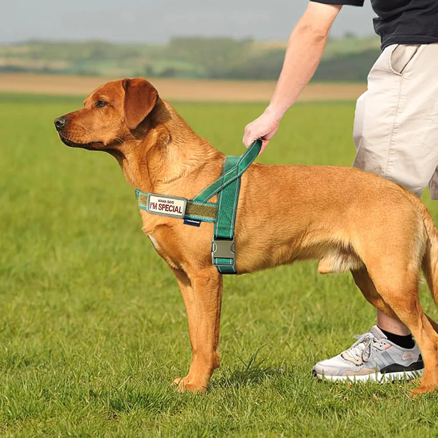 Annchwool No Pull Dog Harness with Soft Padded Handle,Reflective Strip Escape Proof and Quick Fit to Adjust Dog Harness,Easy for Training Walking for Small & Medium and Large Dogs(Green,XL)