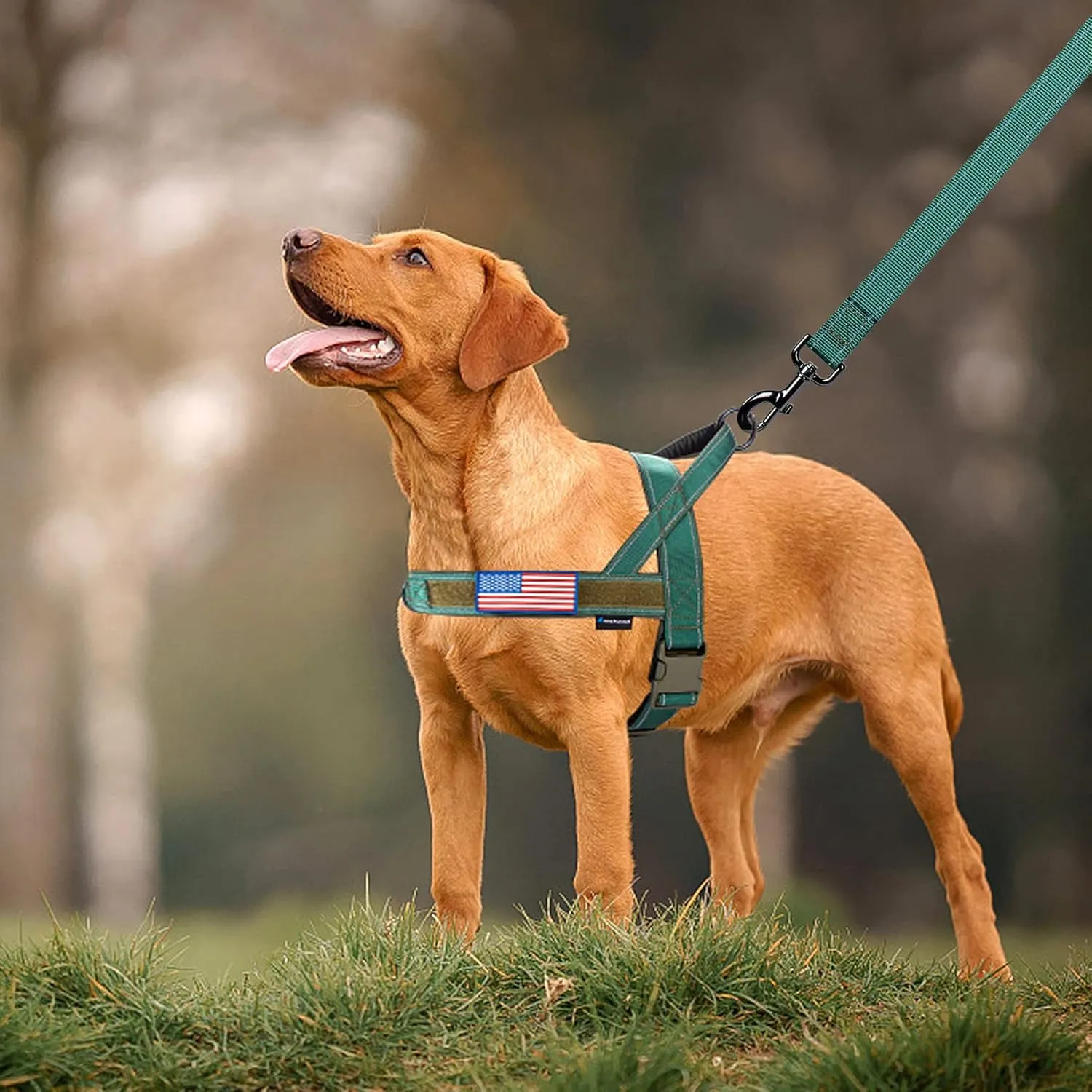 Annchwool No Pull Dog Harness with Soft Padded Handle,Reflective Strip Escape Proof and Quick Fit to Adjust Dog Harness,Easy for Training Walking for Small & Medium and Large Dogs(Green,XL)