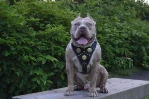 Bestia Genuine Leather Maximus Dog Harness. Big Dogs only! Cane Corso, Rottweiler, Dogo Argentino, Presa, Mastiff, Bulldog. 100% Leather. Soft Padded Chest Plate. Handmade in Europe!