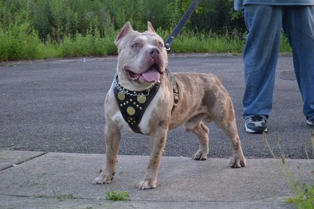 Bestia Genuine Leather Maximus Dog Harness. Big Dogs only! Cane Corso, Rottweiler, Dogo Argentino, Presa, Mastiff, Bulldog. 100% Leather. Soft Padded Chest Plate. Handmade in Europe!