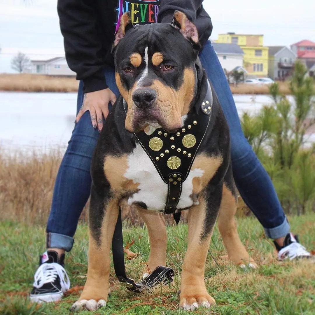 Bestia Genuine Leather Maximus Dog Harness. Big Dogs only! Cane Corso, Rottweiler, Dogo Argentino, Presa, Mastiff, Bulldog. 100% Leather. Soft Padded Chest Plate. Handmade in Europe!