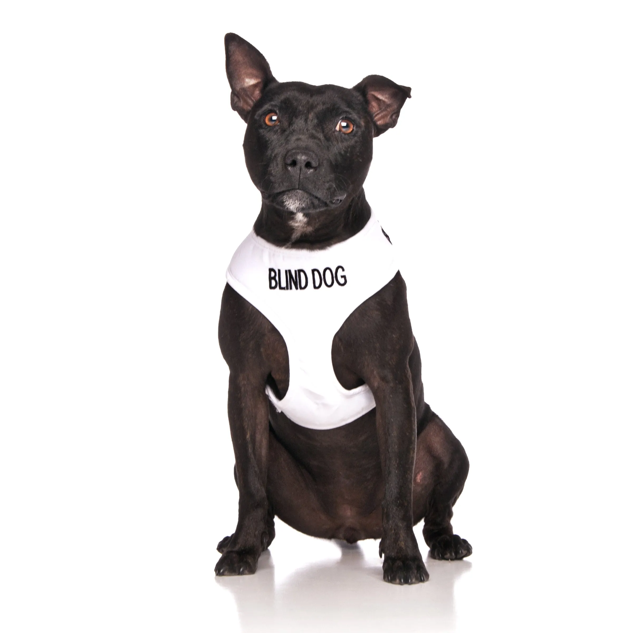 Blind Dog Lead and Vest Harness