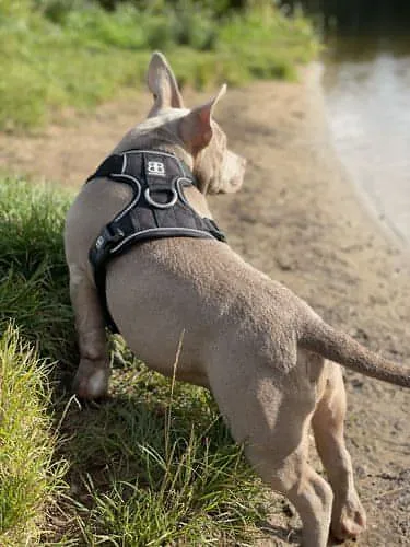 Bully Billows Premium Dog Harness v 2.0 - Red