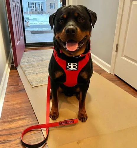 Bully Billows Premium Dog Harness v 2.0 - Red