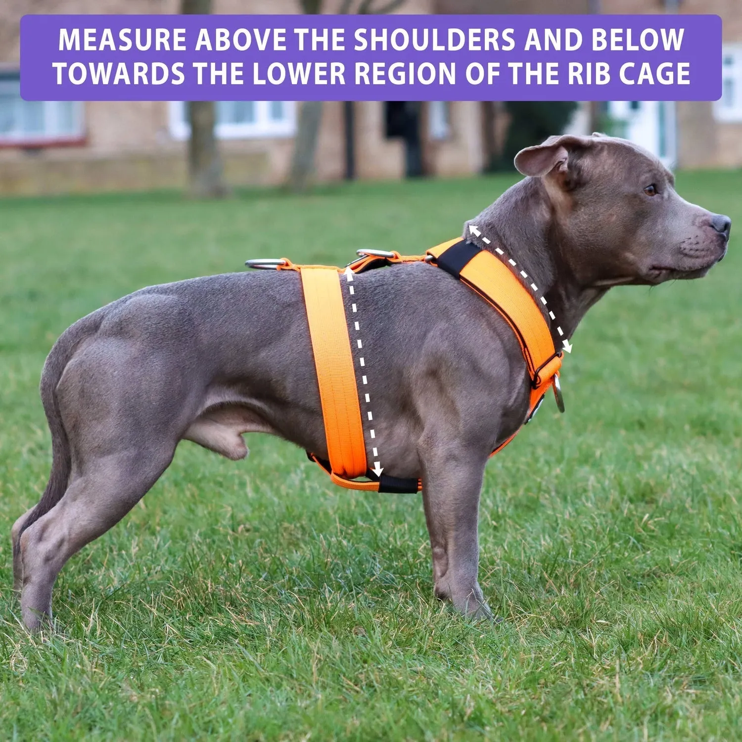 Bully Billows TRI-Harness® | Anti-Pull, Adjustable & Durable - Dog Trainers Choice - Khaki v2.0