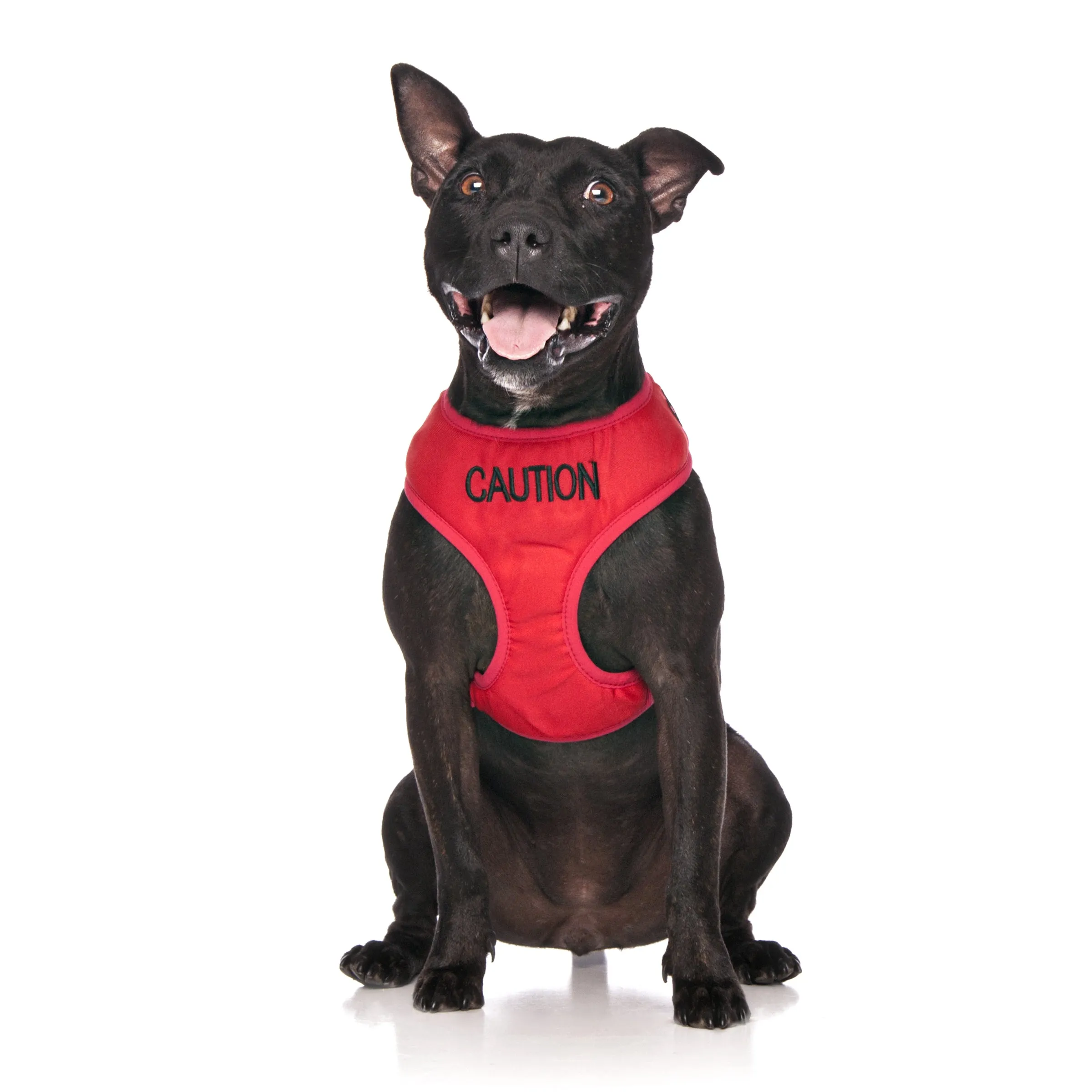 Caution Dog Lead and Vest Harness