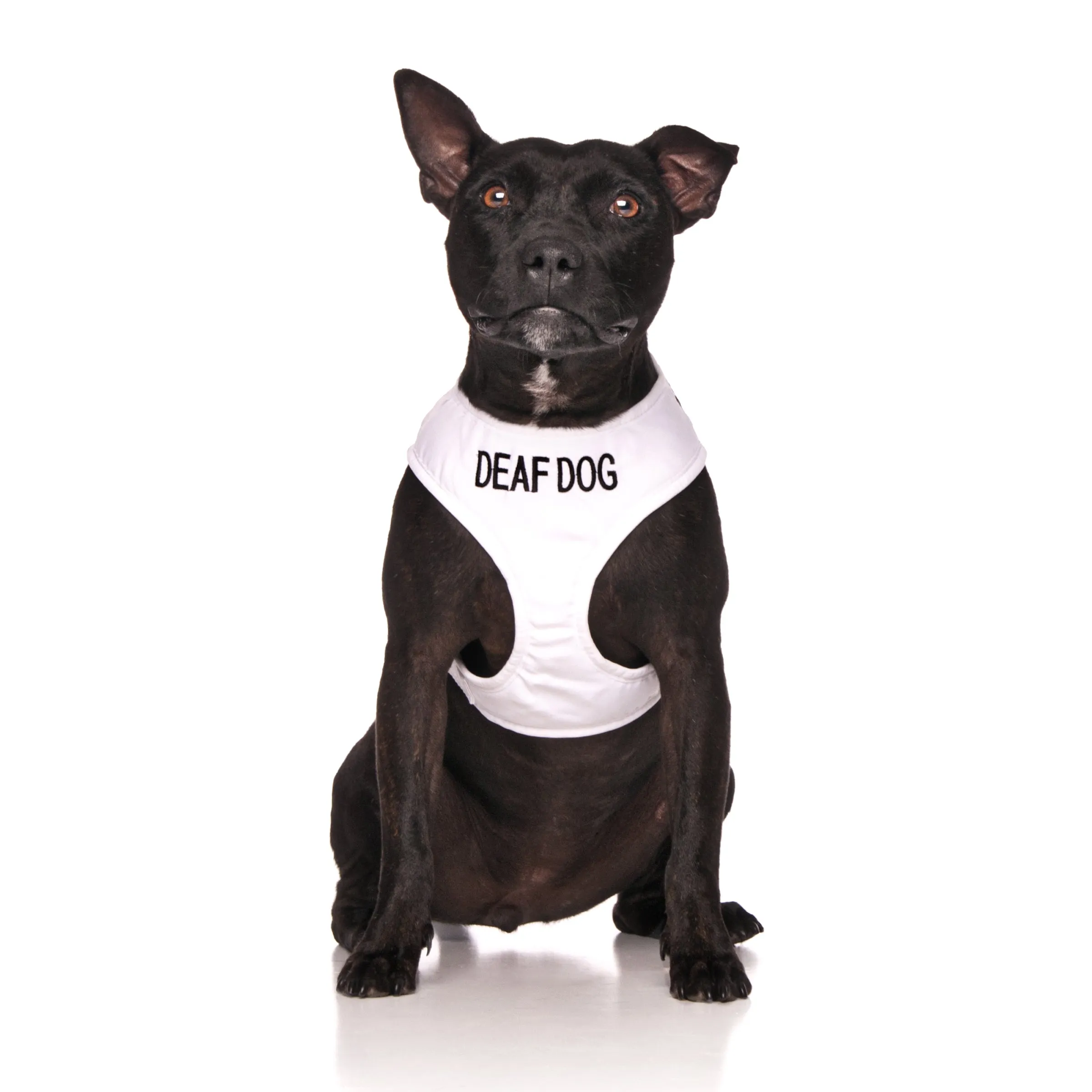 Deaf Dog Lead and Vest Harness