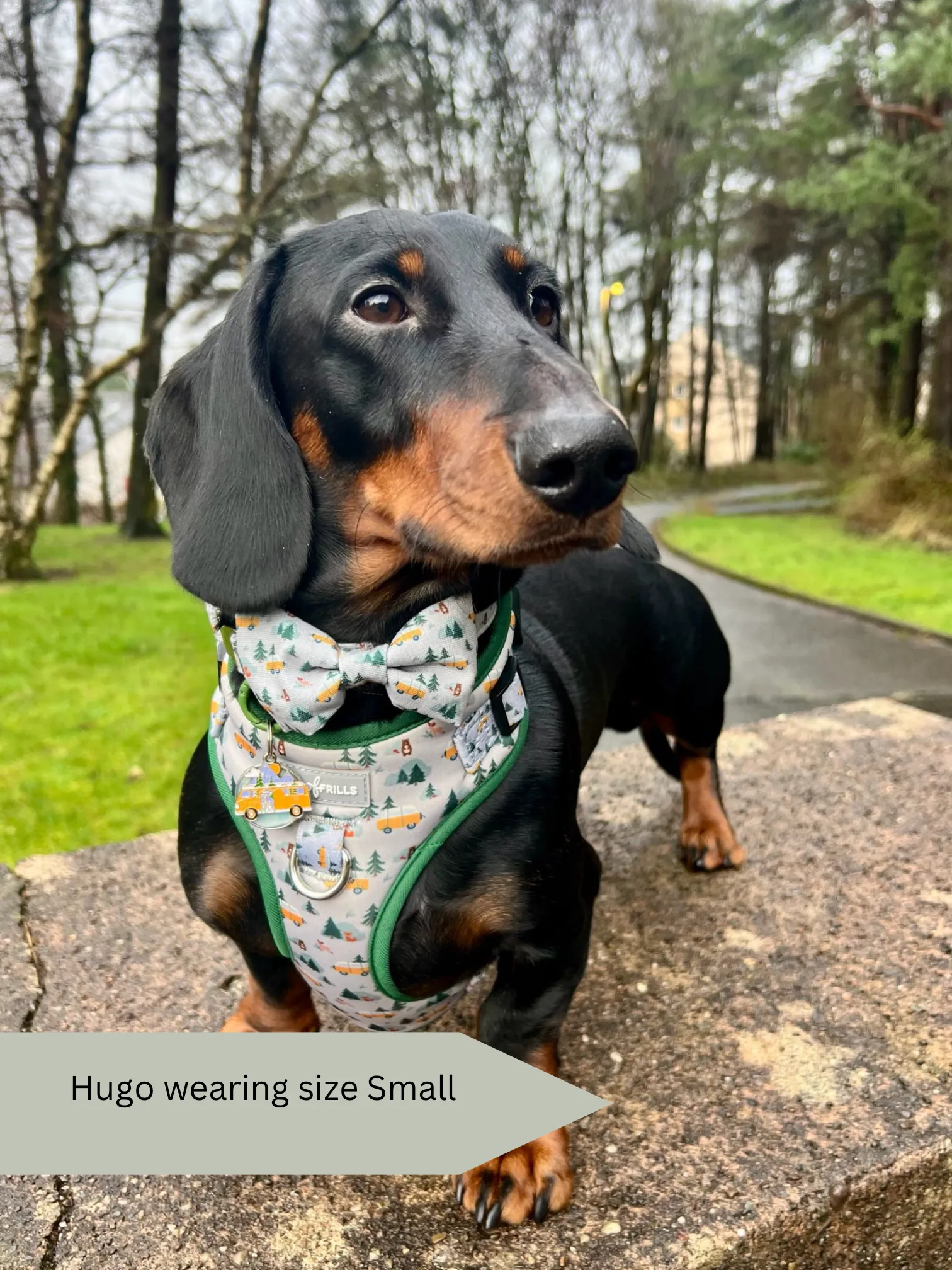 Dog harness, Dog collar and lead set | BUNDLE OF YOUR CHOICE | Hey Ho Let’s Go