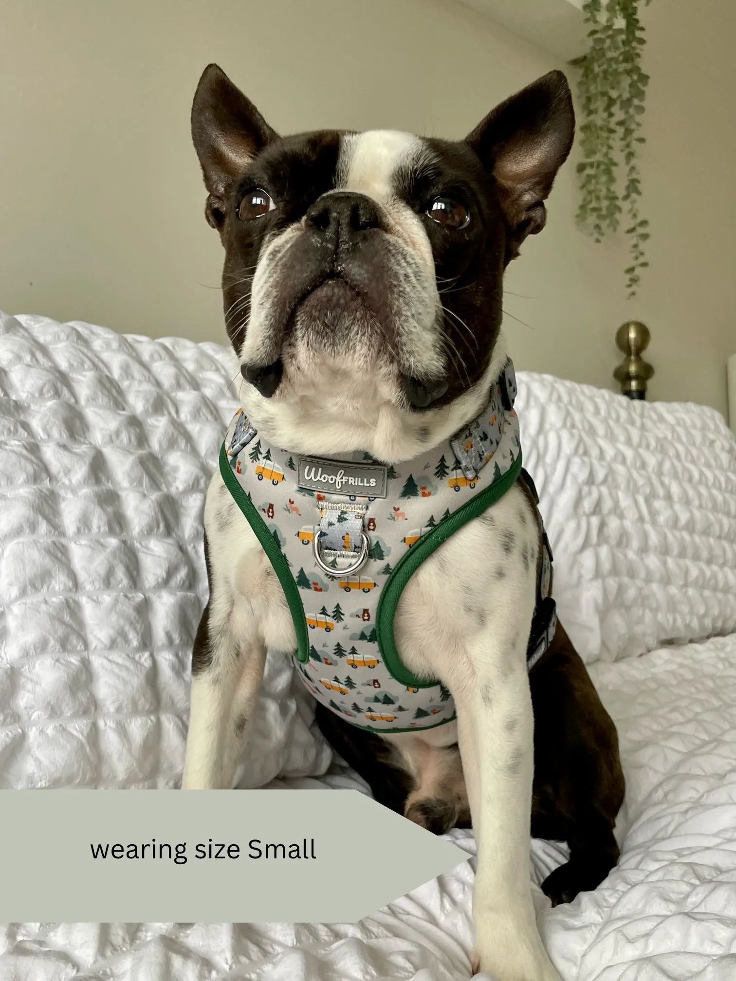 Dog harness, Dog collar and lead set | BUNDLE OF YOUR CHOICE | Hey Ho Let’s Go