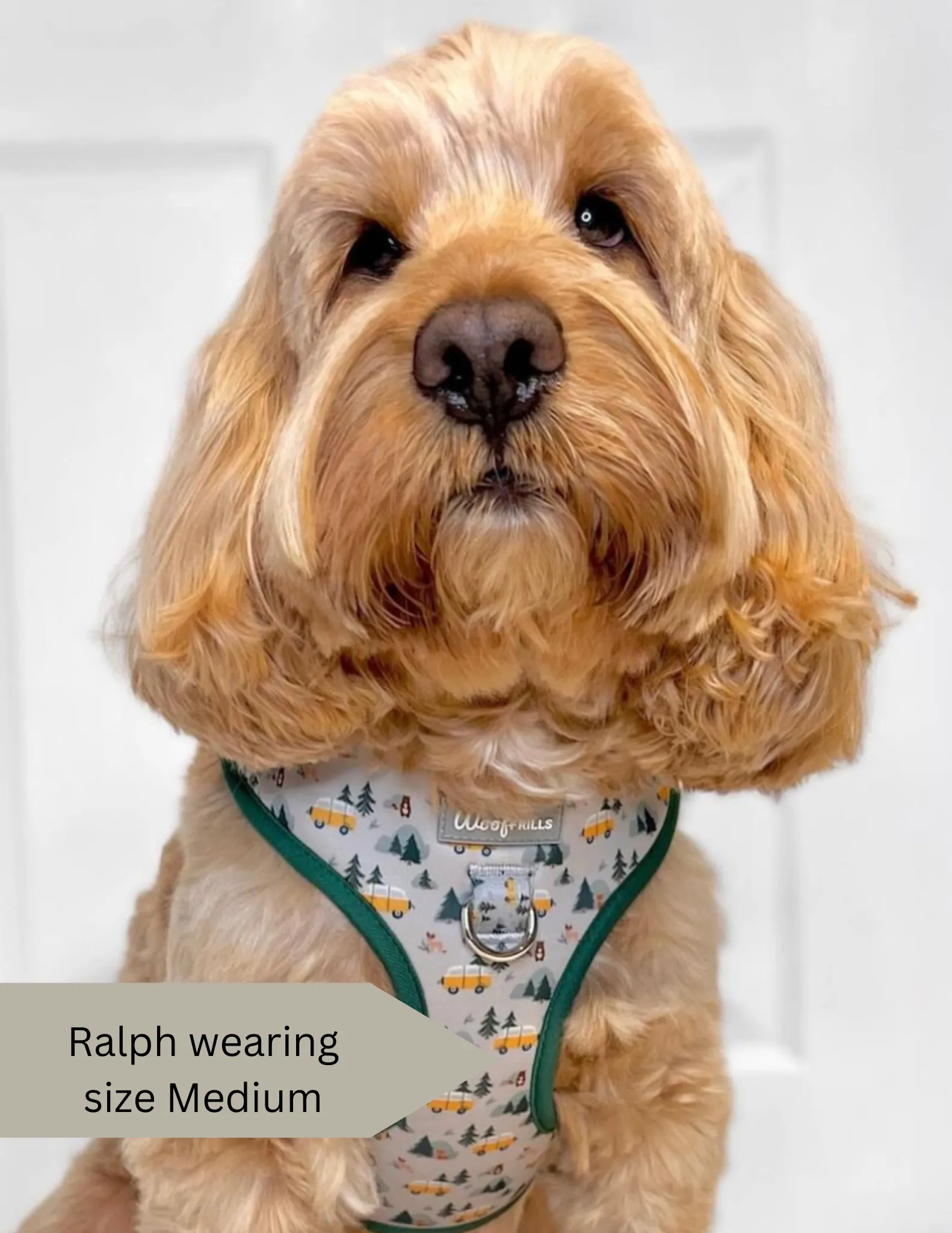 Dog harness, Dog collar and lead set | BUNDLE OF YOUR CHOICE | Hey Ho Let’s Go