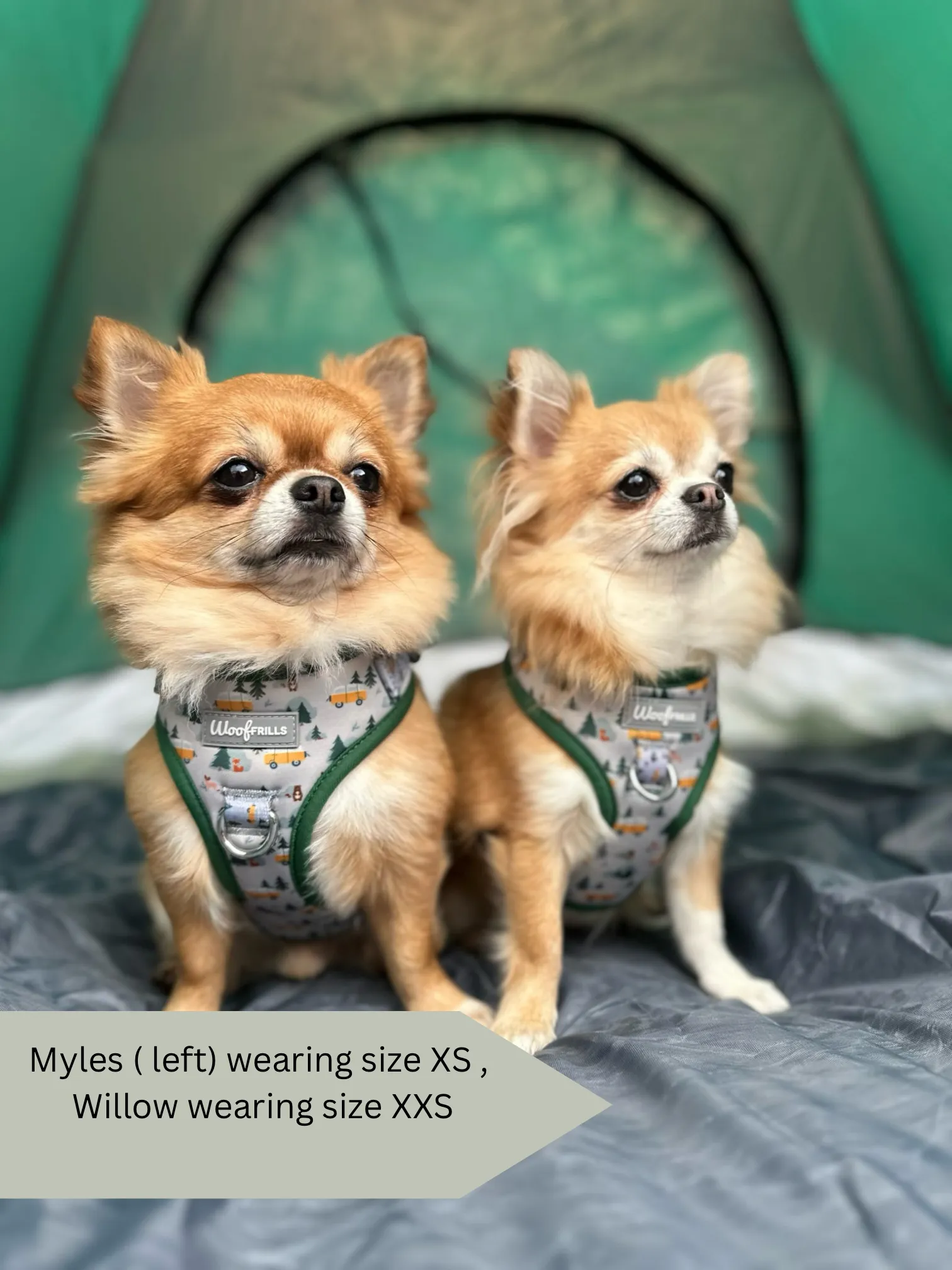 Dog harness, Dog collar and lead set | BUNDLE OF YOUR CHOICE | Hey Ho Let’s Go