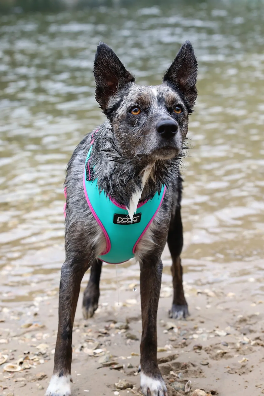 DOOG Neoflex Soft Harness - Neon