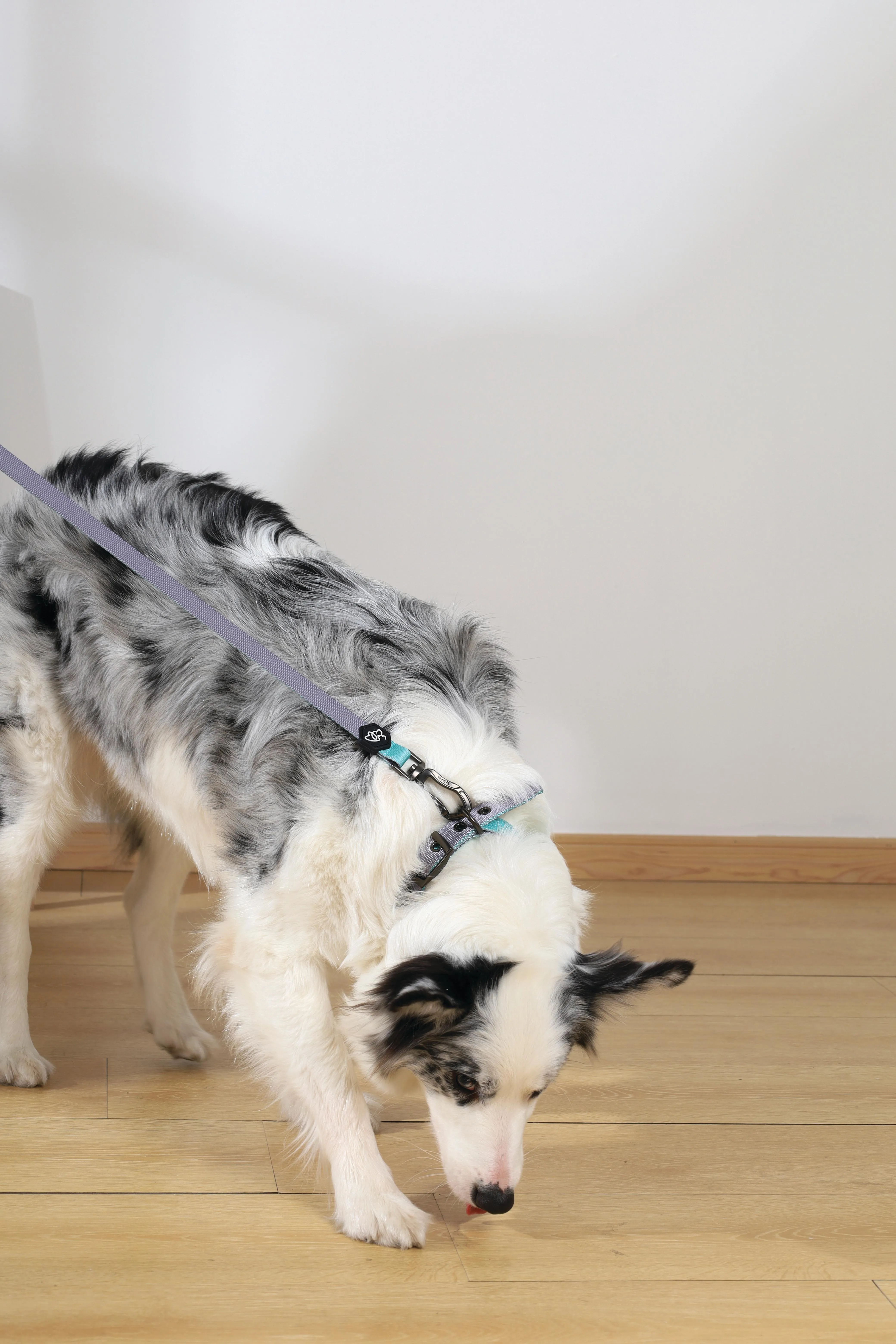 GENTLE DOG Padded Collar Green