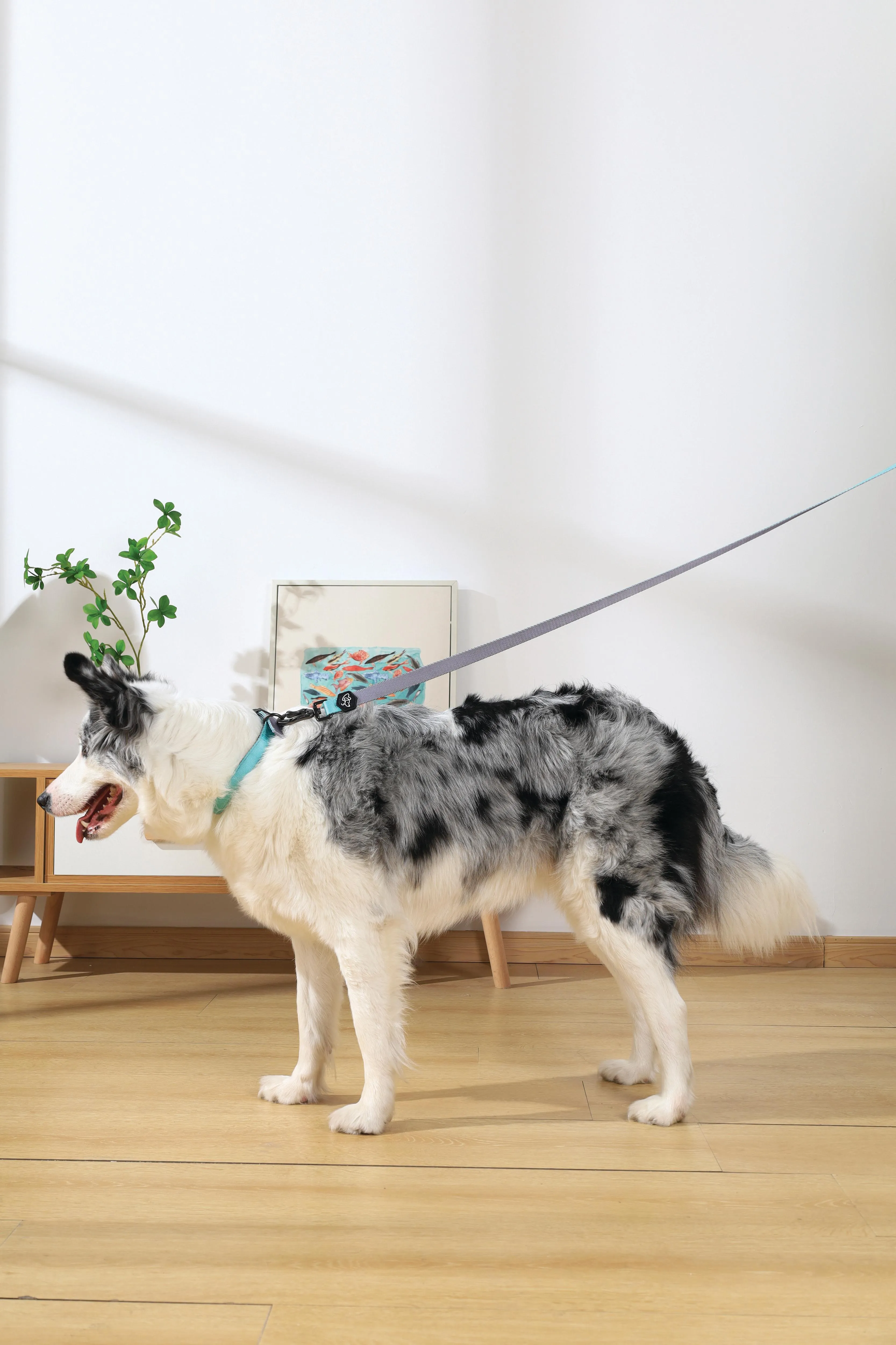 GENTLE DOG Padded Collar Green