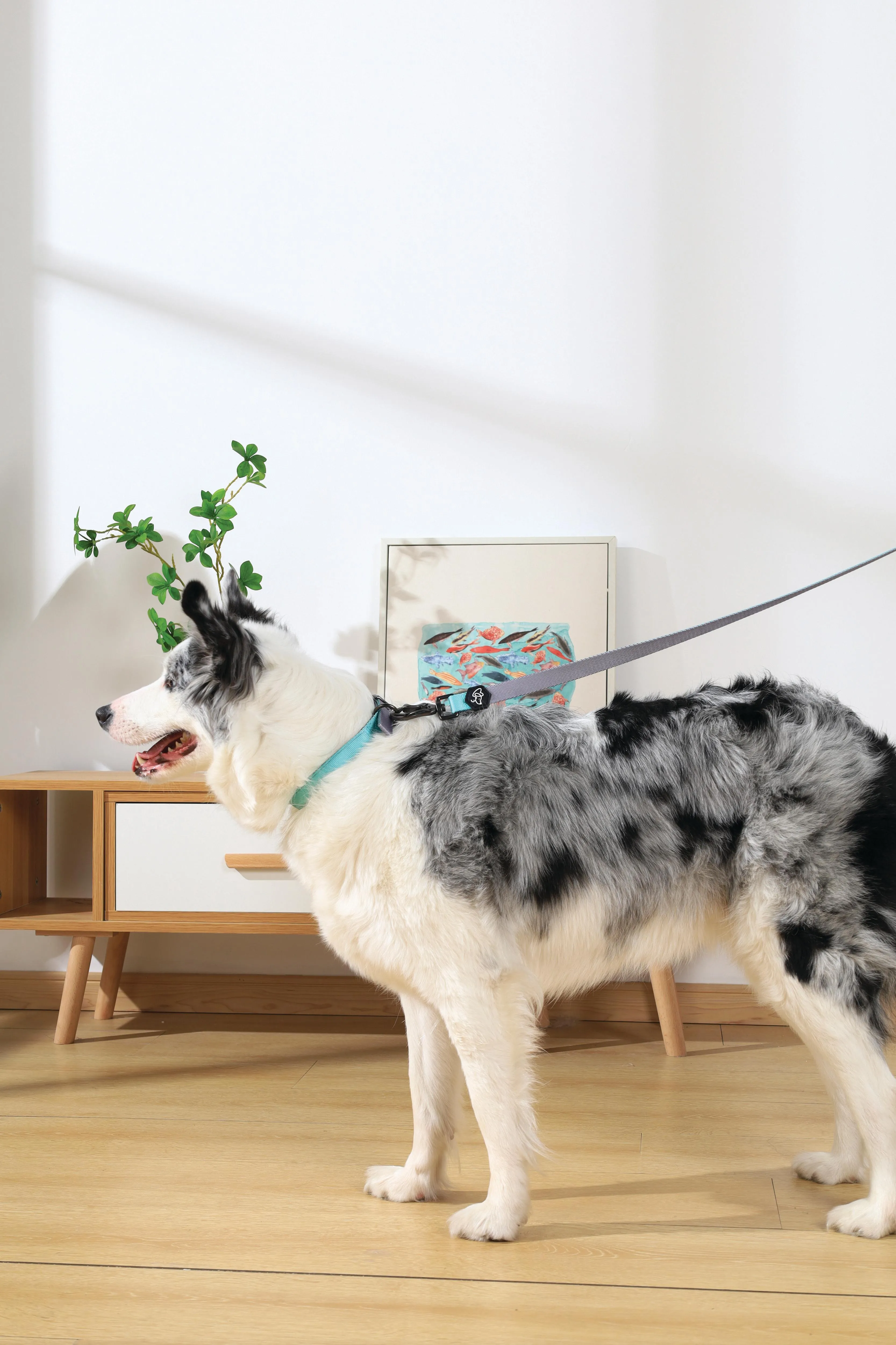 GENTLE DOG Padded Collar Green