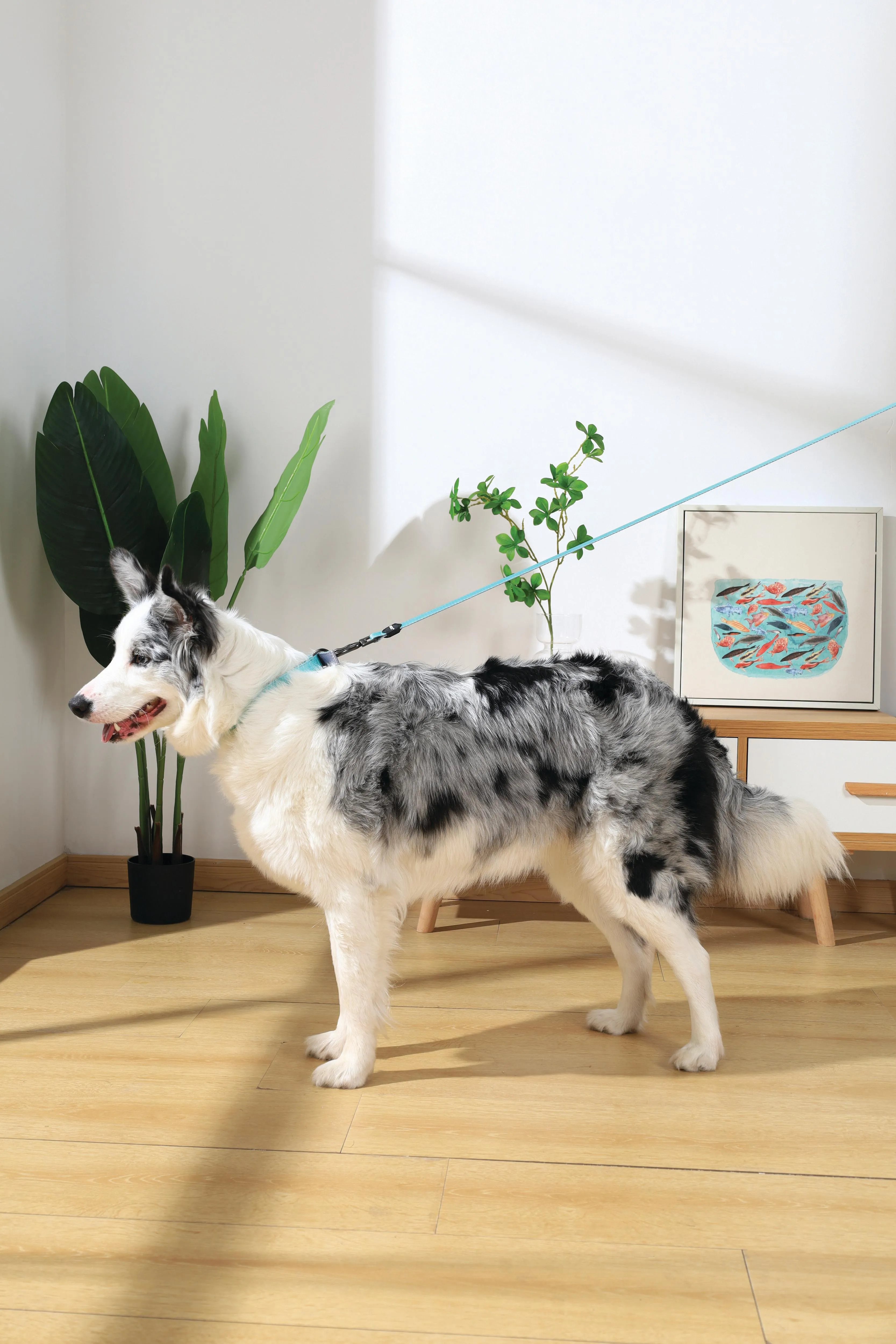 GENTLE DOG Padded Collar Green