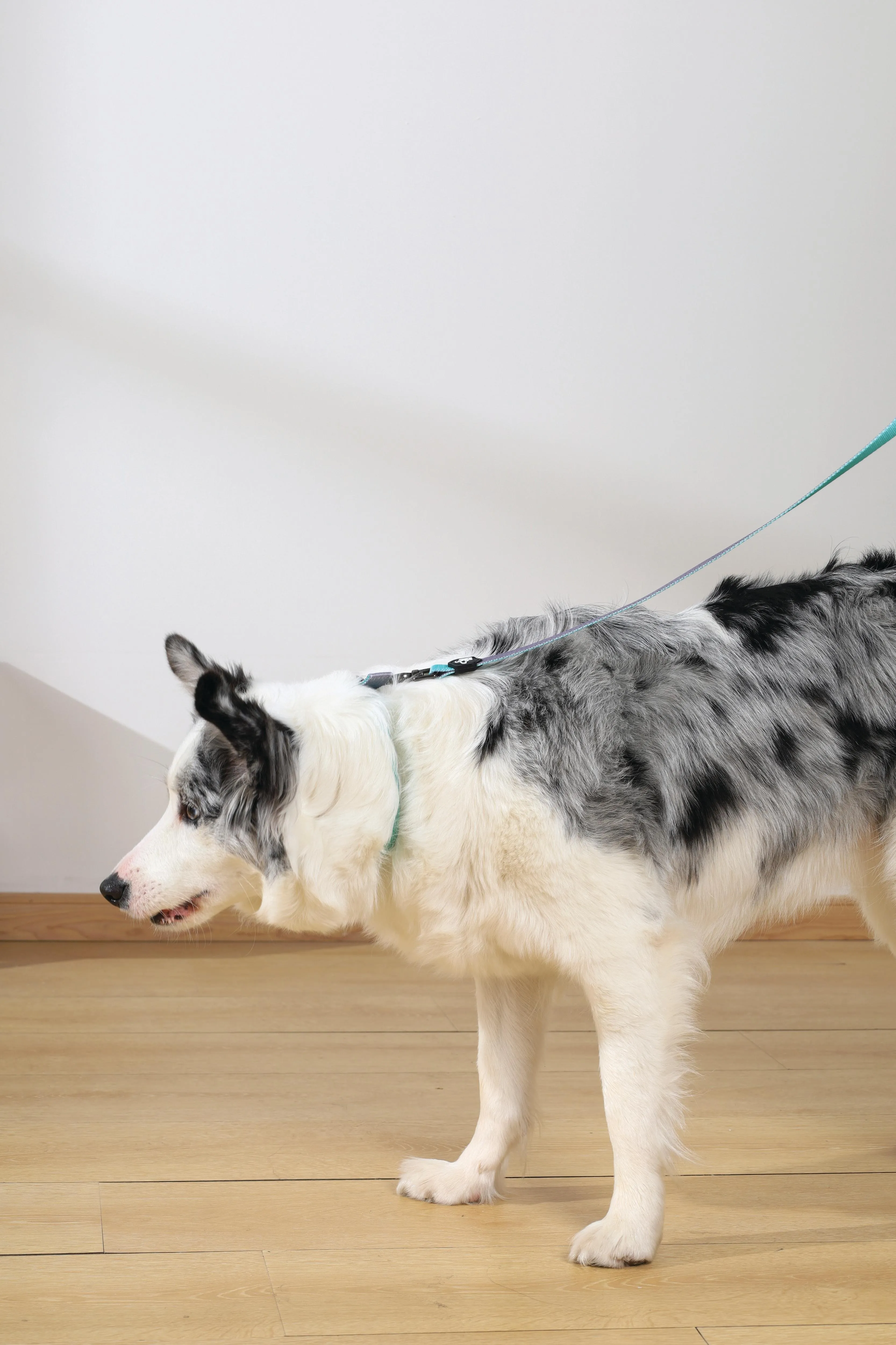 GENTLE DOG Padded Collar Green