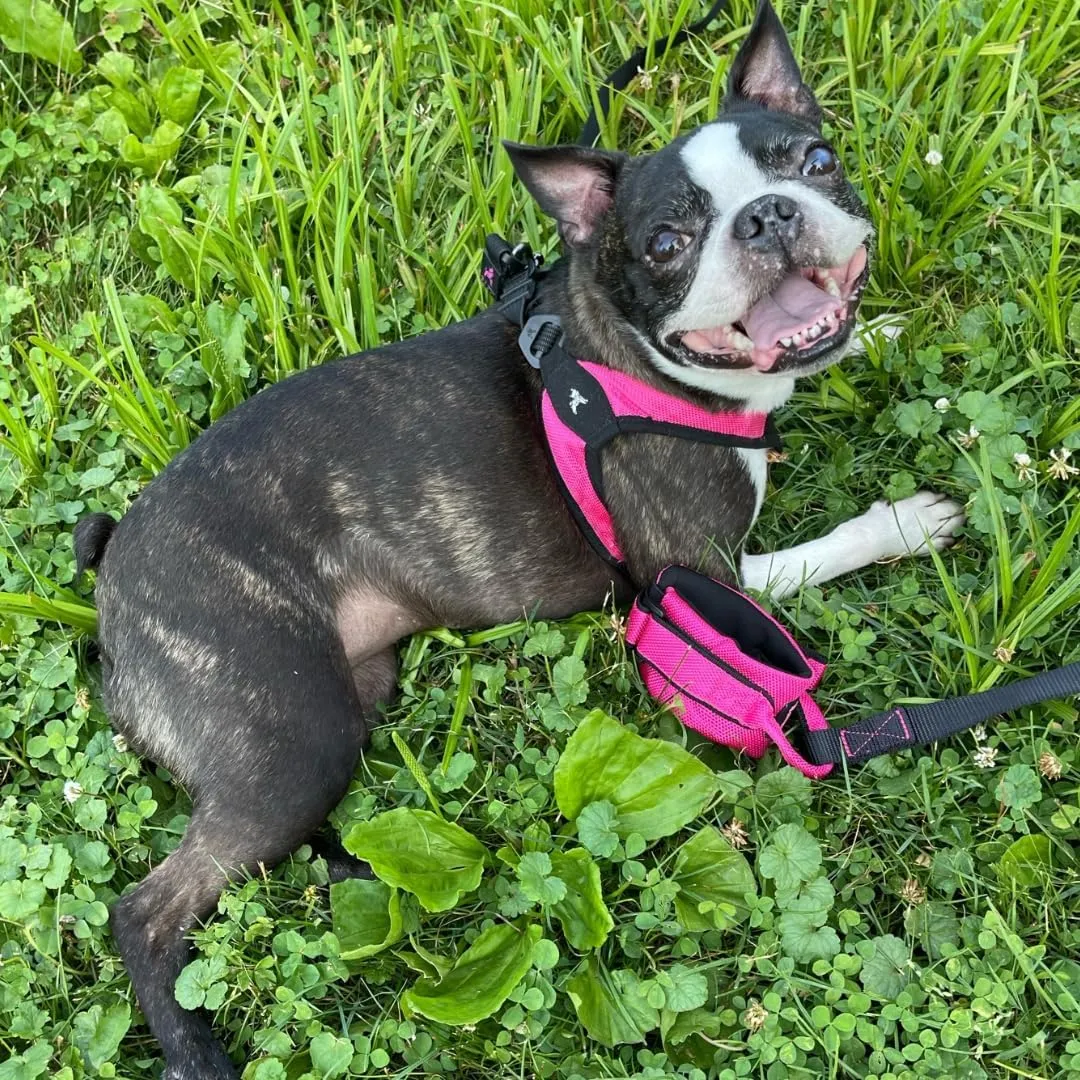 Gooby Easy Fit Wrist Band Surfer Leash - Hot Pink, 6 FT - Comfortable Hands Free Leash with Elastic Band for Small, Medium and Large Dogs