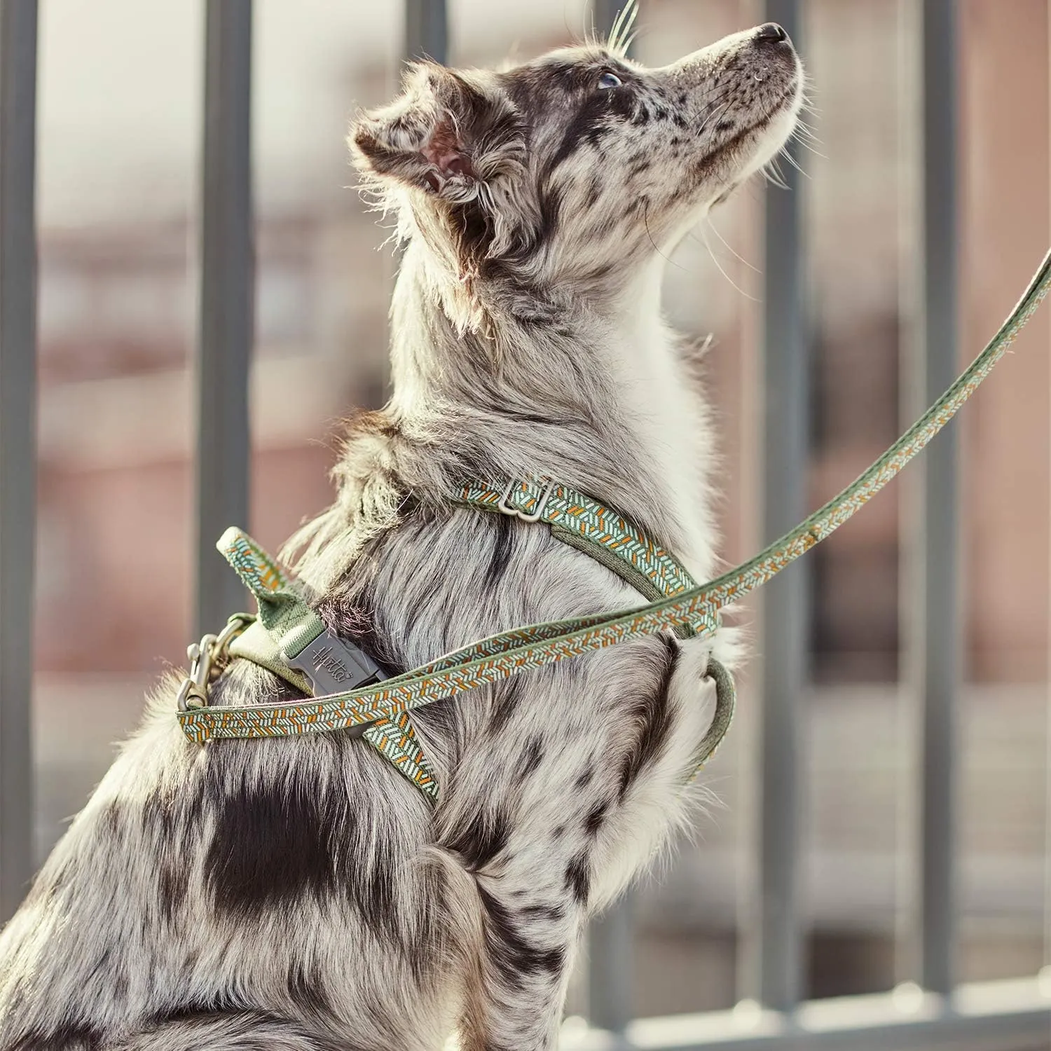 Hurtta Razzle-Dazzle Y-Harness, Beetroot, 32-40 in