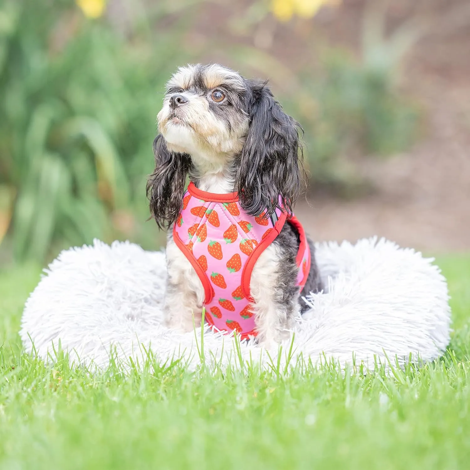 Huxley & Kent Hudson Walking & Training Harness - Strawberry (Extra-Small, 6-10lbs) - Easy Control Step-in Mesh Vest Harness with Reflective Strips for Safety - H&K