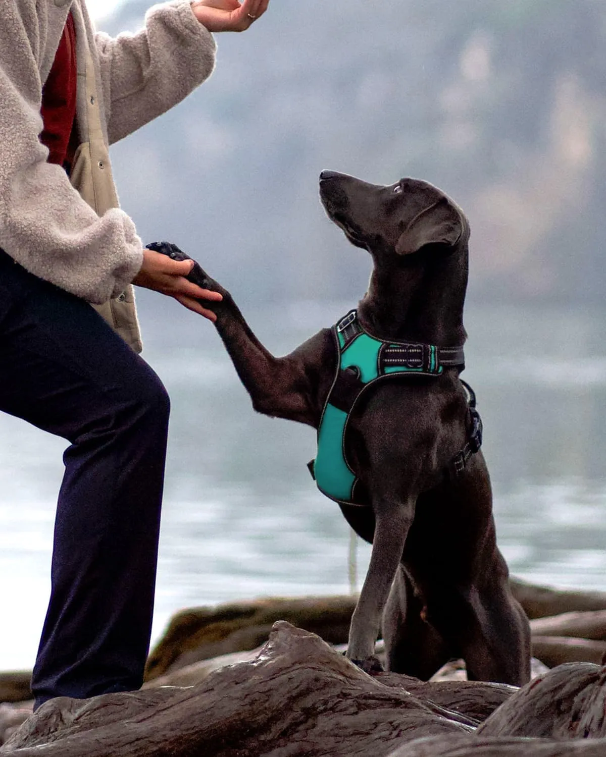 Joytale No Pull Dog Harness for Large Dogs, Reflective Pet Vest with Front Clip, Adjustable Soft Padded Harnesses with Easy Control Handle for Training and Walking, Teal, L