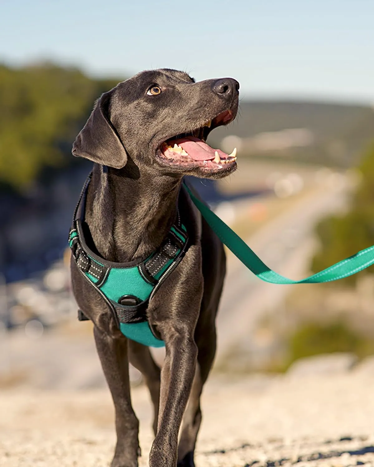 Joytale No Pull Dog Harness for Large Dogs, Reflective Pet Vest with Front Clip, Adjustable Soft Padded Harnesses with Easy Control Handle for Training and Walking, Teal, L