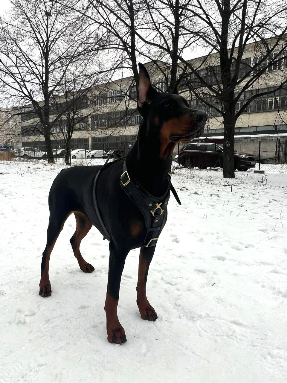 Leather Dog Harness with Handle and Brass Hardware