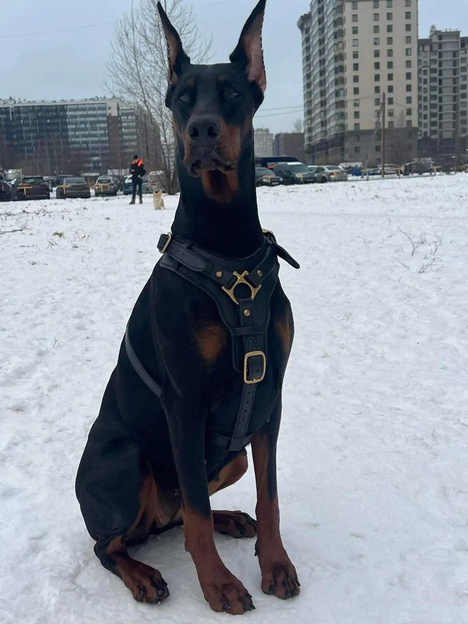 Leather Dog Harness with Handle and Brass Hardware