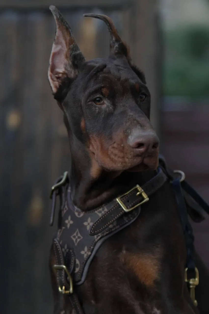 LV Leather Harness