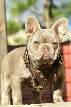 LV Leather Harness