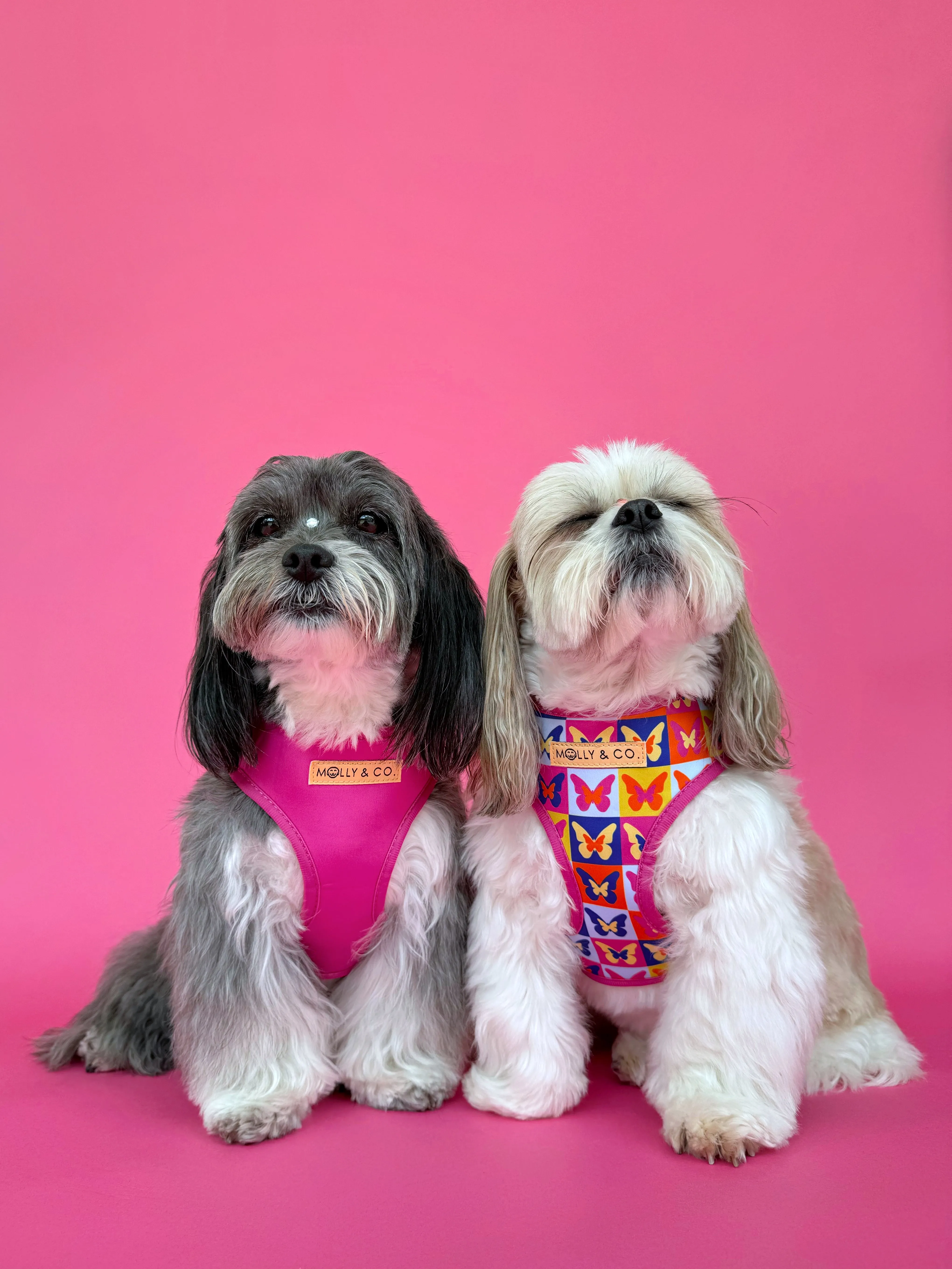 Mariposa - Reversible Dog Harness