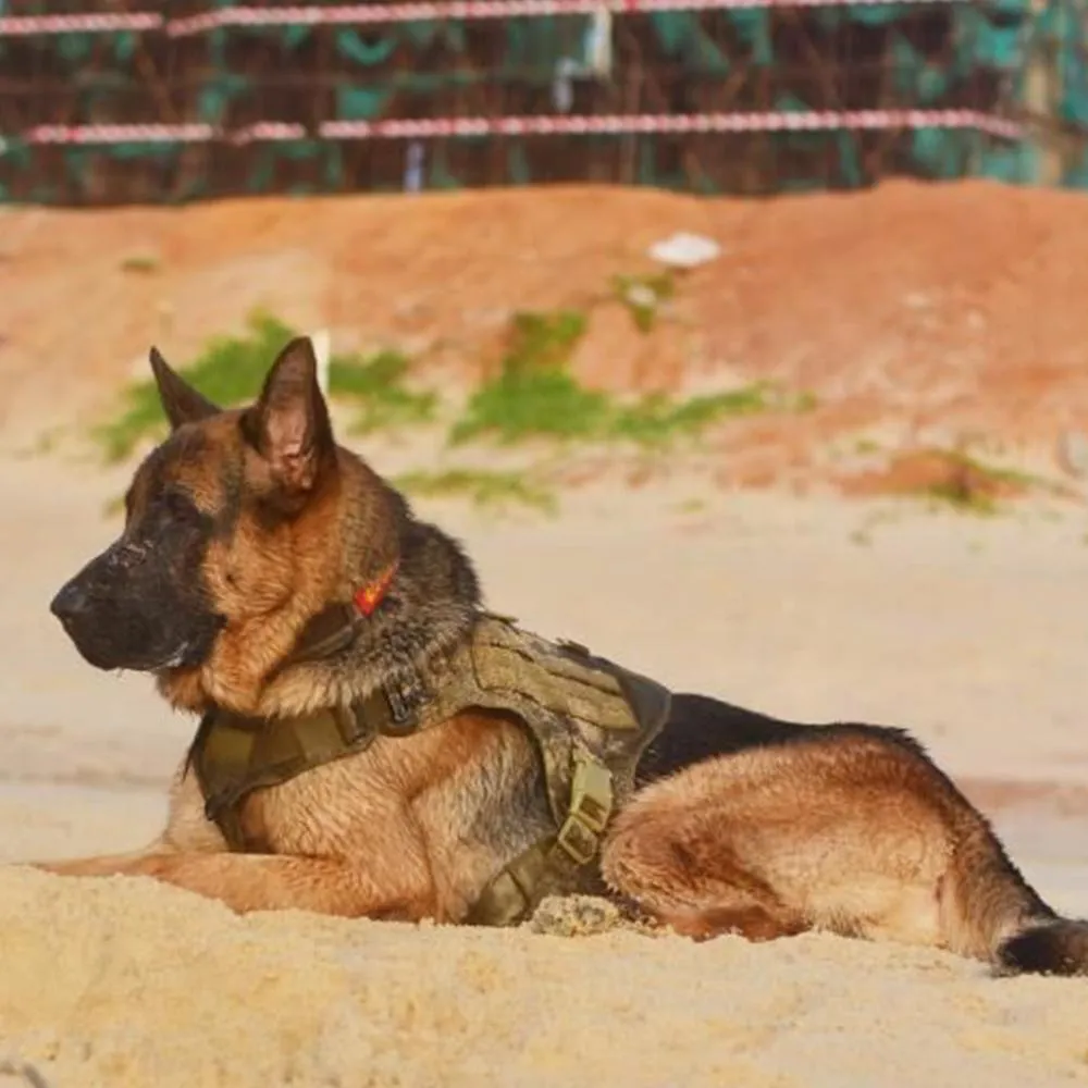 Molle Tactical Dog Harness