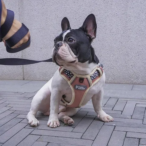 No Pull Reflective Breathable Harness
