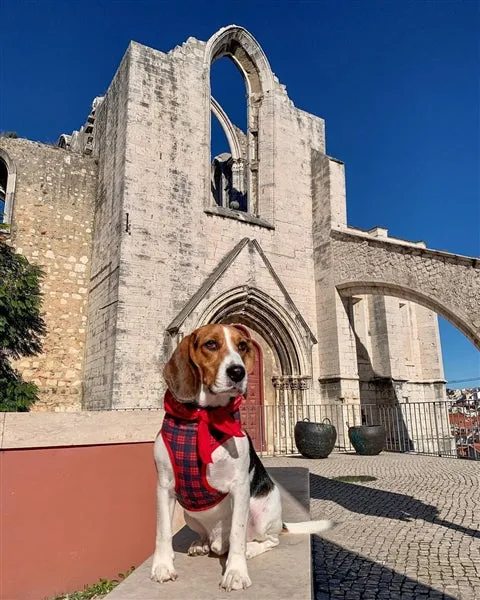 Parisian Pet 'Freedom Harness Scottish' for Dogs & Cats – Durable and Adjustable Pet Harness, Stylish Plaid Design, Red & Blue