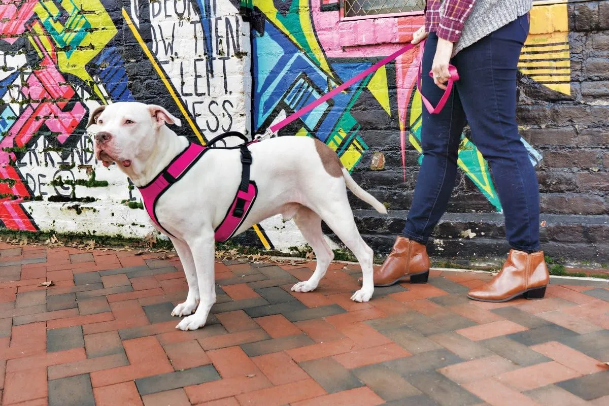 PetSafe Sure-Fit Harness – Five Point Adjustable Dog Harness – from The Makers of The Easy Walk Harness – Large, Red