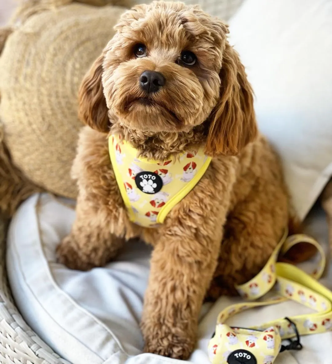 Puppuccino Harness