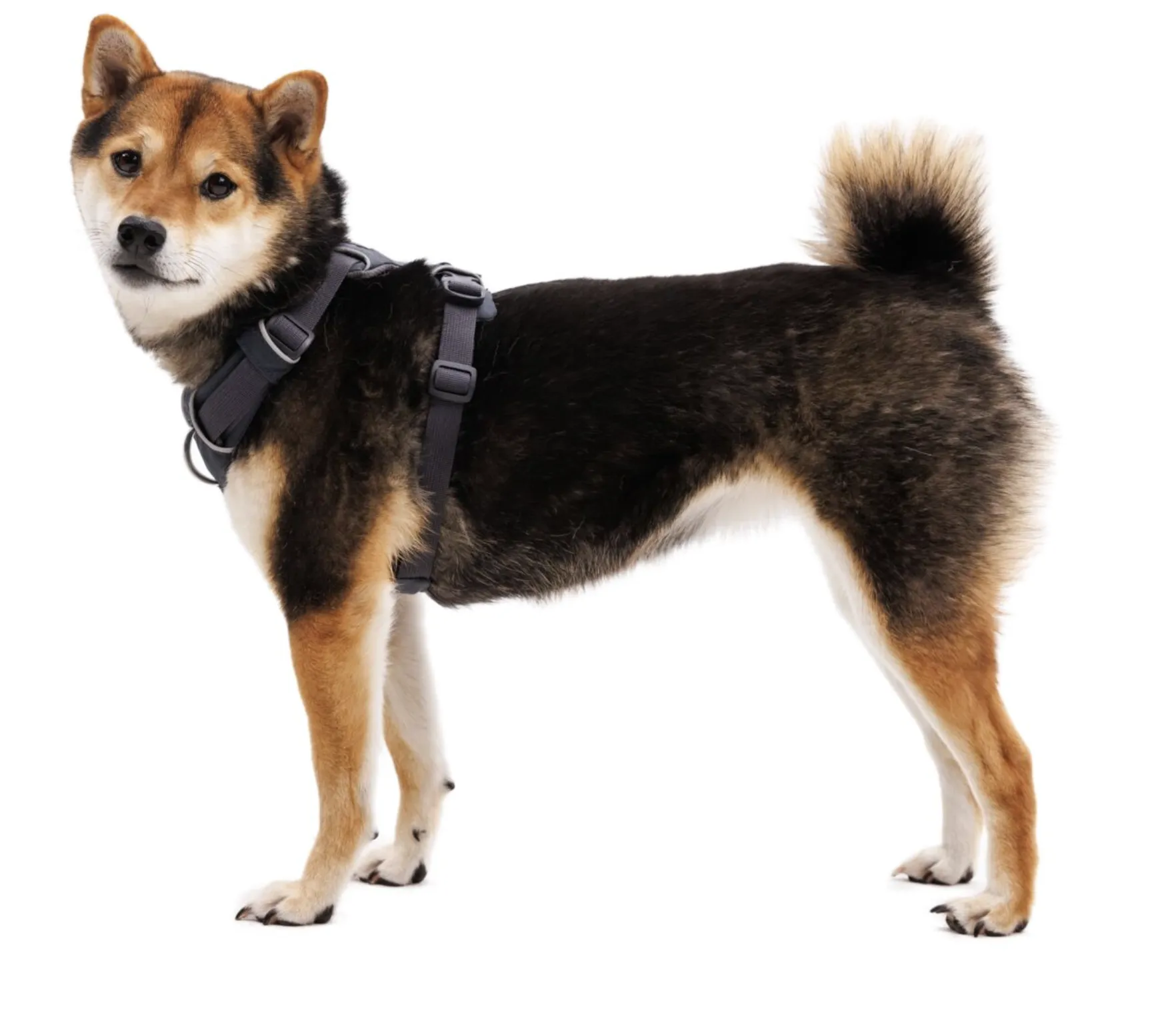Ruffwear Front Range Harness Basalt Gray