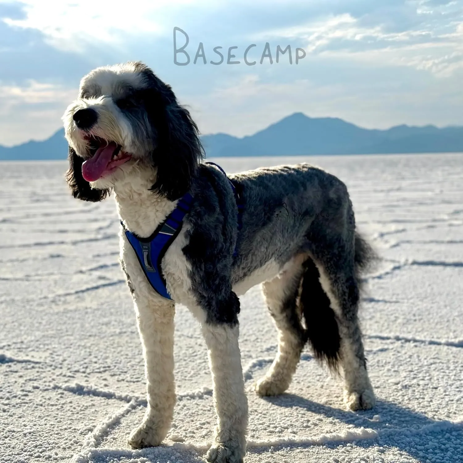ShawnCo Basecamp Dog Harness, No-Pull Pet Vest with 3 Leash Clips, Padded, Reflective, Lightweight and Adjustable Harness with Handle for Small, Medium and Large Dogs (Oceanic Blue, S)